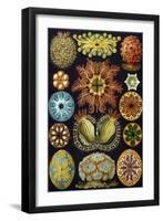 Illustration of Ascidiacea by Ernst Haeckel-null-Framed Giclee Print