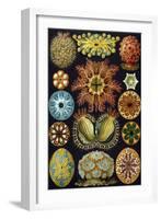 Illustration of Ascidiacea by Ernst Haeckel-null-Framed Giclee Print