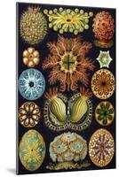 Illustration of Ascidiacea by Ernst Haeckel-null-Mounted Giclee Print