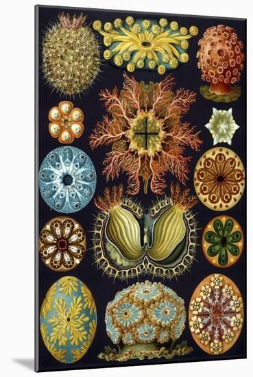 Illustration of Ascidiacea by Ernst Haeckel-null-Mounted Giclee Print