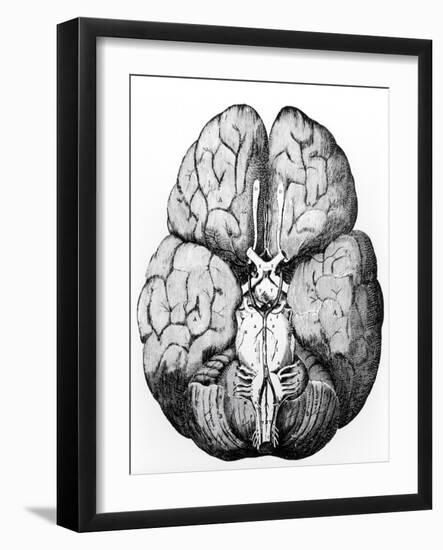 Illustration of Blood Supply To the Brain,C.Wren-Science Photo Library-Framed Photographic Print