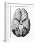 Illustration of Blood Supply To the Brain,C.Wren-Science Photo Library-Framed Photographic Print