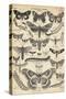 Illustration of Butterflies and Moths-null-Stretched Canvas