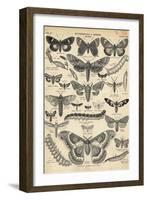 Illustration of Butterflies and Moths-null-Framed Giclee Print