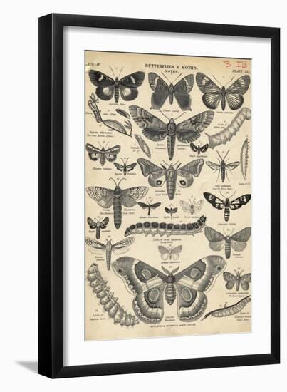 Illustration of Butterflies and Moths-null-Framed Giclee Print