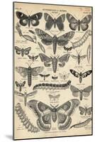 Illustration of Butterflies and Moths-null-Mounted Giclee Print