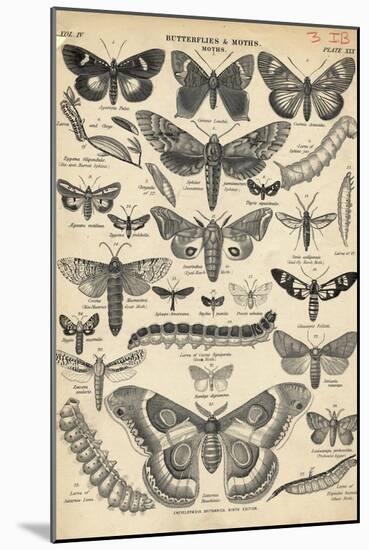 Illustration of Butterflies and Moths-null-Mounted Giclee Print