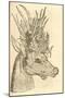 Illustration of Capreolus Polyceros from Aldrovandi's 'History of Monsters' , 1642-null-Mounted Giclee Print