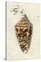 Illustration of Conus Ammiralis , 1790-Jacob Xavier Schmuzer-Stretched Canvas