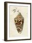 Illustration of Conus Ammiralis , 1790-Jacob Xavier Schmuzer-Framed Giclee Print