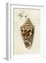 Illustration of Conus Ammiralis , 1790-Jacob Xavier Schmuzer-Framed Giclee Print