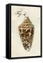 Illustration of Conus Ammiralis , 1790-Jacob Xavier Schmuzer-Framed Stretched Canvas