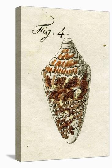 Illustration of Conus Ammiralis , 1790-Jacob Xavier Schmuzer-Stretched Canvas