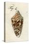 Illustration of Conus Ammiralis , 1790-Jacob Xavier Schmuzer-Stretched Canvas