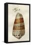 Illustration of Conus Ammiralis-Jacob Xavier Schmuzer-Framed Stretched Canvas