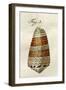 Illustration of Conus Ammiralis-Jacob Xavier Schmuzer-Framed Giclee Print