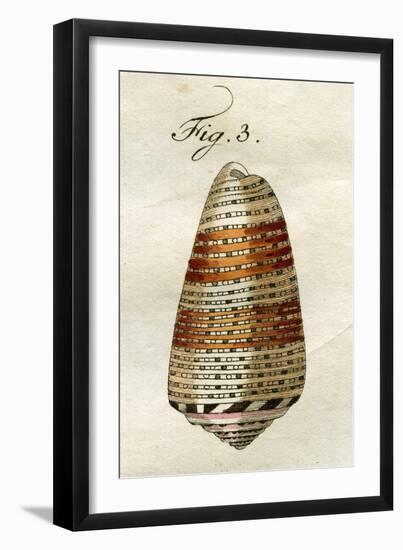 Illustration of Conus Ammiralis-Jacob Xavier Schmuzer-Framed Giclee Print