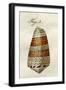 Illustration of Conus Ammiralis-Jacob Xavier Schmuzer-Framed Giclee Print