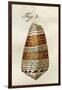 Illustration of Conus Ammiralis-Jacob Xavier Schmuzer-Framed Giclee Print