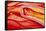 Illustration of Coronary Artery Atherosclerosis-John Bavosi-Framed Stretched Canvas