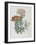 Illustration of Different Types of Crassulas-Bettmann-Framed Giclee Print