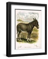 Illustration of Donkey-null-Framed Giclee Print