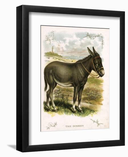 Illustration of Donkey-null-Framed Giclee Print