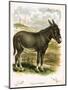 Illustration of Donkey-null-Mounted Giclee Print