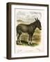 Illustration of Donkey-null-Framed Giclee Print