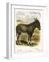 Illustration of Donkey-null-Framed Giclee Print