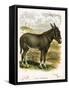 Illustration of Donkey-null-Framed Stretched Canvas