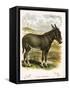 Illustration of Donkey-null-Framed Stretched Canvas