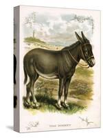 Illustration of Donkey-null-Stretched Canvas