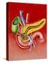 Illustration of Duodenum, Pancreas & Gall Bladder-John Bavosi-Stretched Canvas