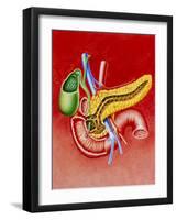 Illustration of Duodenum, Pancreas & Gall Bladder-John Bavosi-Framed Photographic Print