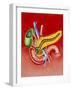 Illustration of Duodenum, Pancreas & Gall Bladder-John Bavosi-Framed Photographic Print