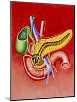 Illustration of Duodenum, Pancreas & Gall Bladder-John Bavosi-Mounted Photographic Print