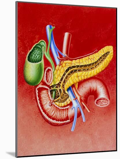 Illustration of Duodenum, Pancreas & Gall Bladder-John Bavosi-Mounted Photographic Print