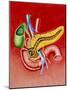 Illustration of Duodenum, Pancreas & Gall Bladder-John Bavosi-Mounted Photographic Print