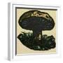 Illustration of English Tales Folk Tales and Ballads. a Mushroom-null-Framed Giclee Print