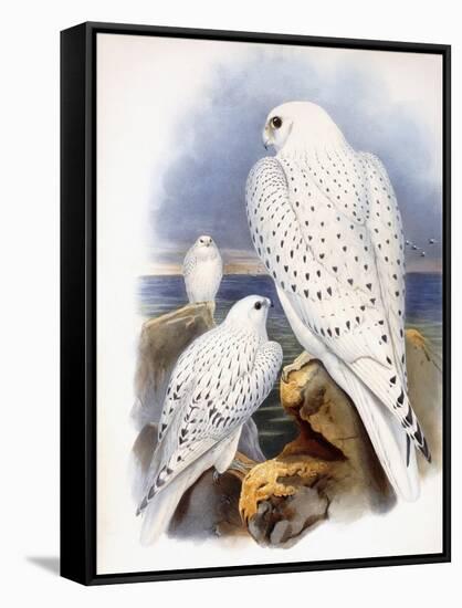 Illustration of Falcons, 1873-John Gould-Framed Stretched Canvas