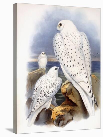 Illustration of Falcons, 1873-John Gould-Stretched Canvas