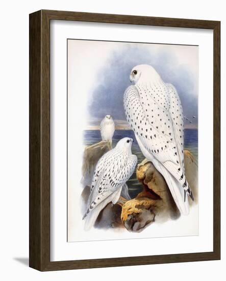 Illustration of Falcons, 1873-John Gould-Framed Giclee Print