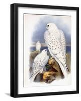 Illustration of Falcons, 1873-John Gould-Framed Giclee Print