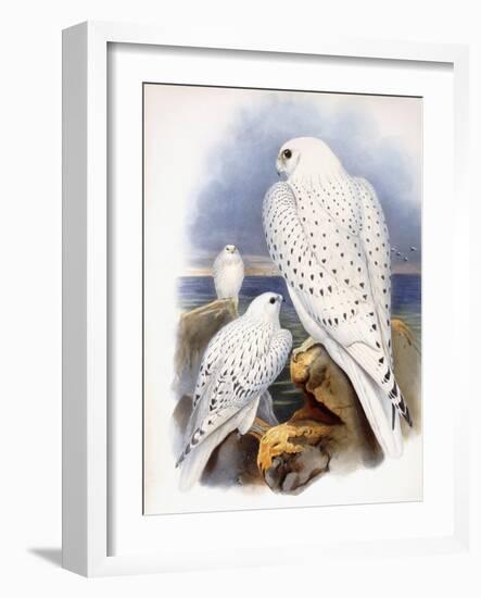 Illustration of Falcons, 1873-John Gould-Framed Giclee Print