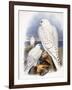 Illustration of Falcons, 1873-John Gould-Framed Giclee Print