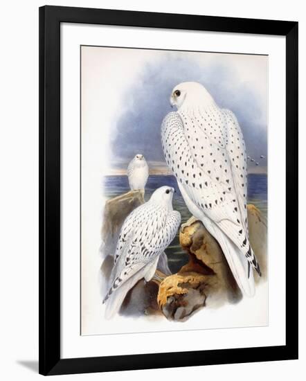 Illustration of Falcons, 1873-John Gould-Framed Giclee Print