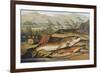 Illustration of Fishing Tackle with a Trout and a Charr-Bettmann-Framed Giclee Print