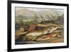 Illustration of Fishing Tackle with a Trout and a Charr-Bettmann-Framed Giclee Print