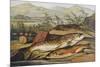 Illustration of Fishing Tackle with a Trout and a Charr-Bettmann-Mounted Giclee Print